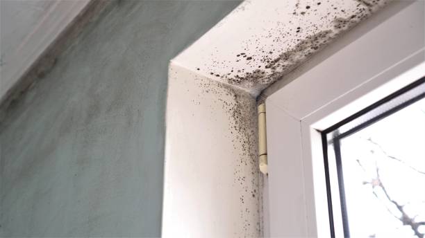 Best Emergency Mold Remediation  in Branford Center, CT