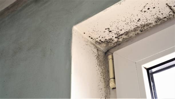 Mold Remediation for Vacation Homes in Branford Center, CT